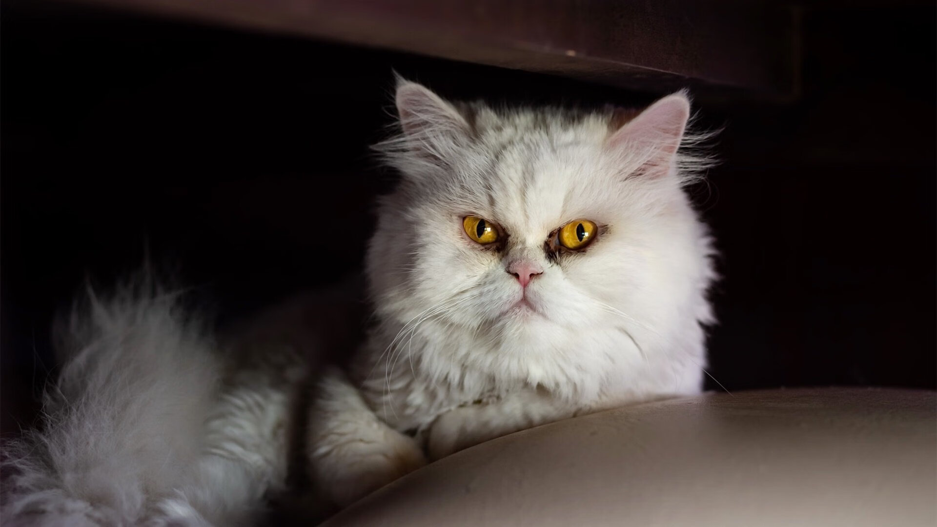 北境风暴席卷荒漠，文班亚马在美加墨交界的史诗之夜