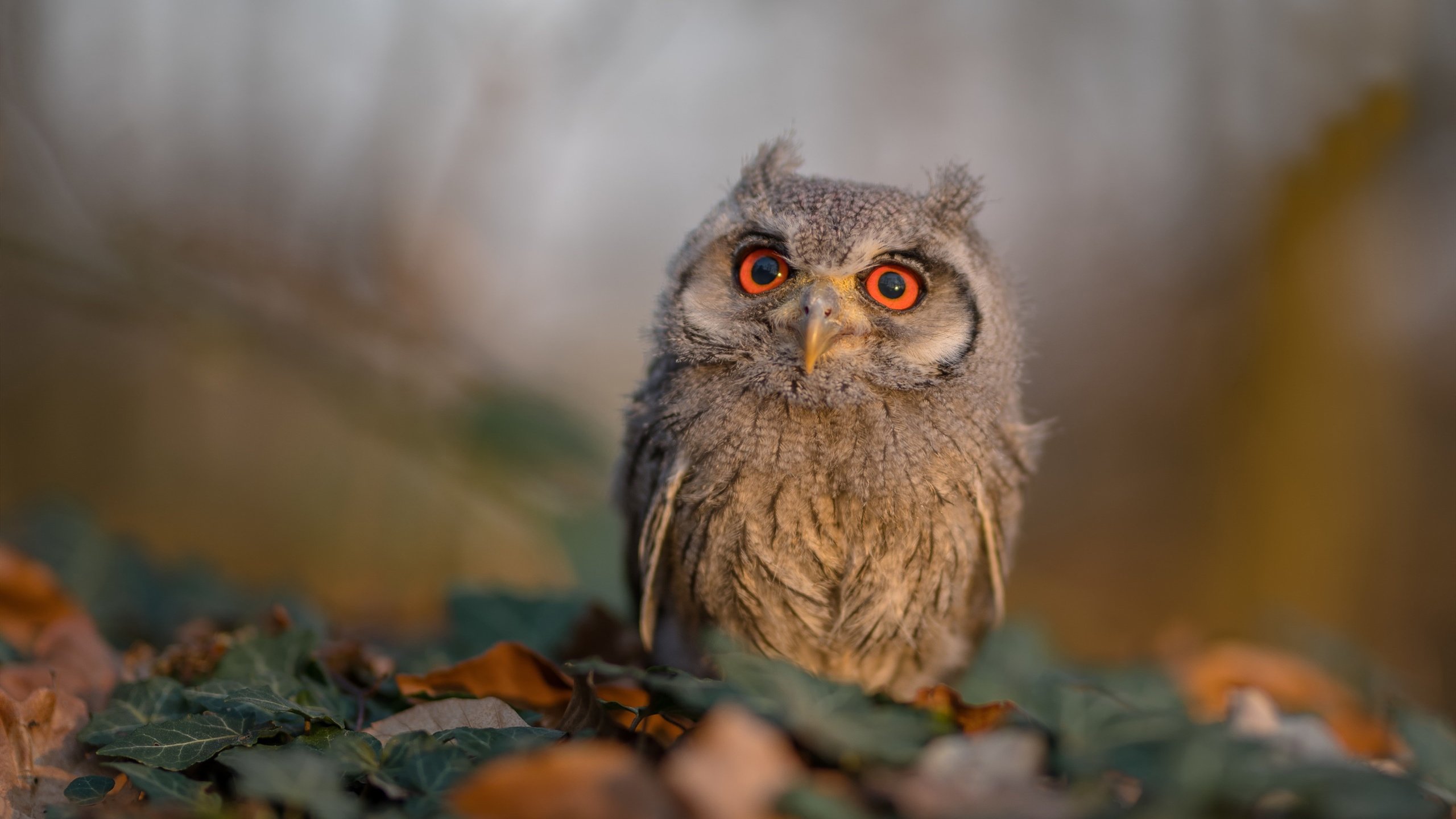 掀翻热火焚烧花园！尼克斯小贾伦末节19分炸裂表演