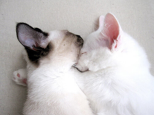 开拓者之光，从希腊怪兽到辽篮铁骑，两种征服的叙事诗