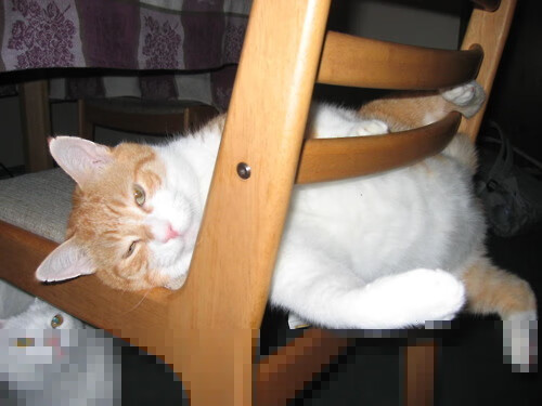 统治者自赛场降临，黄蜂全面压制，戈贝尔接管F1街道赛