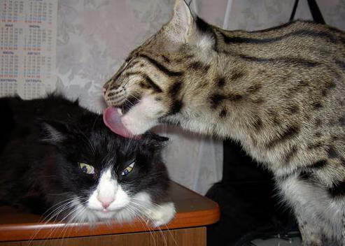 油门与终场哨，当F1争冠曲线遇见伊拉克绝场绝杀