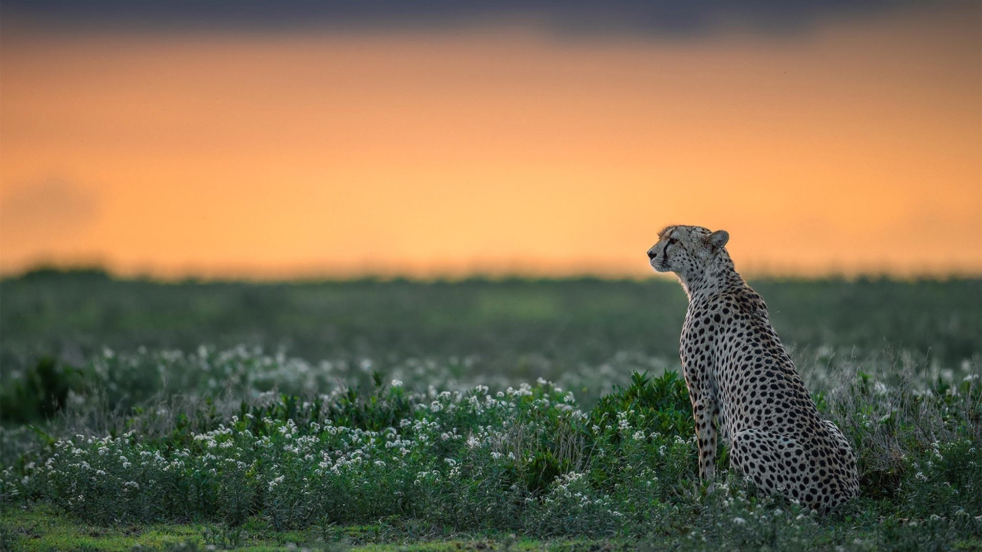 篮球世界独一无二的双面，文班亚马的统治与老鹰的破冰